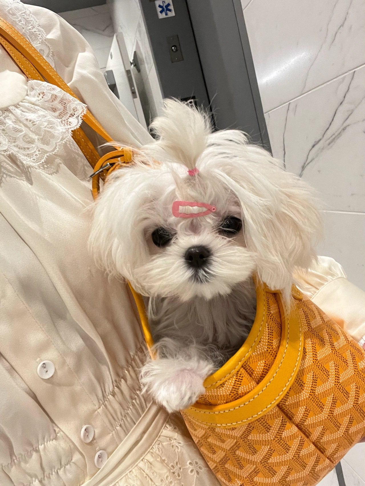 Gogy Luxury Yellow Chevron Pattern Pet Carrier Tote Bag for Small Dogs