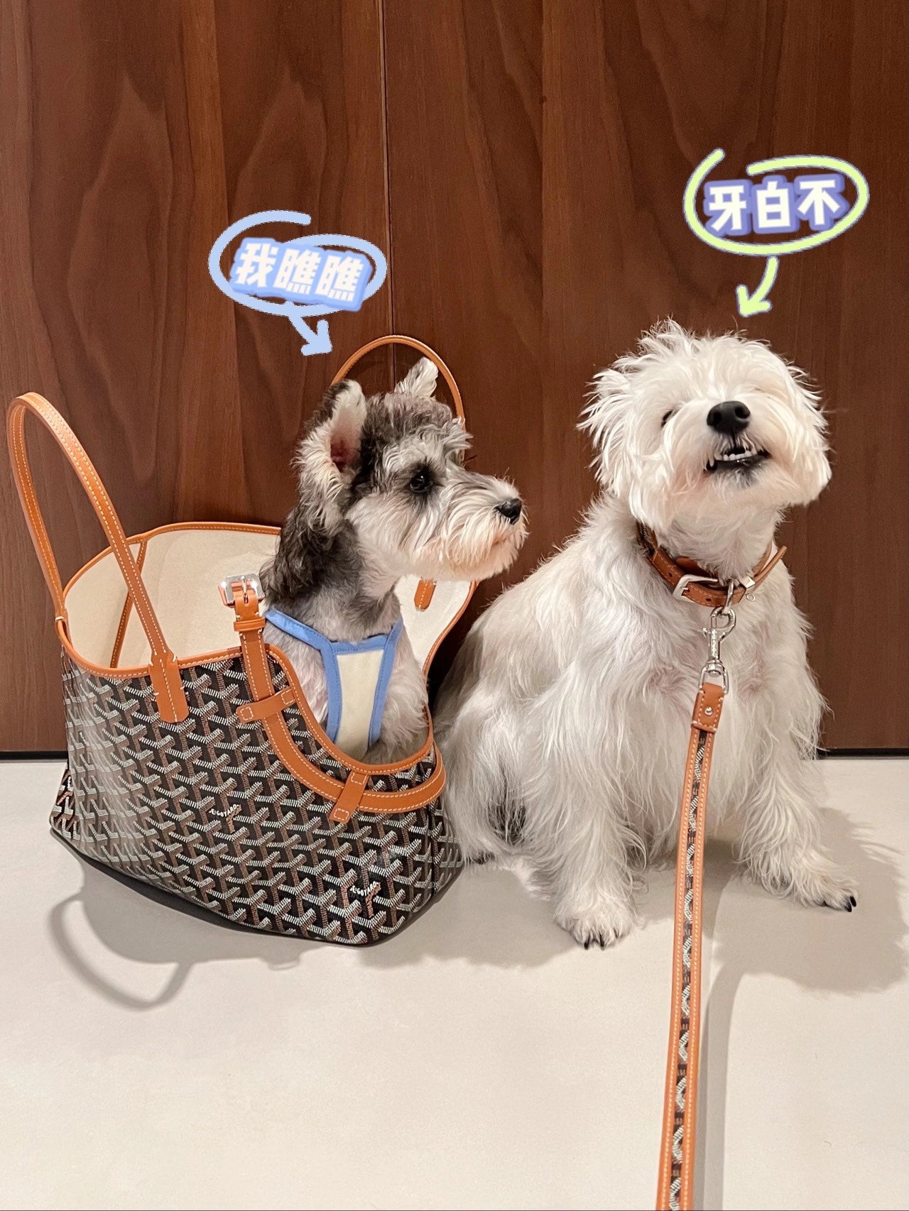 Gogy Designer Chevron Print Pet Carrier Tote Bag and Leather Dog Leash